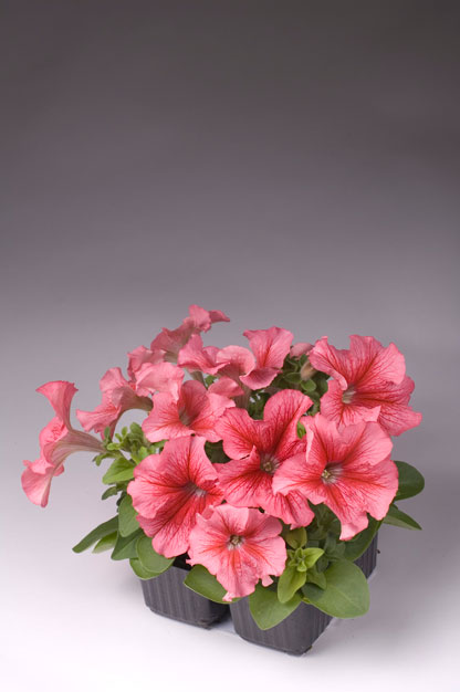 PETUNIA LIMBO ROSSO VENATO NR.1000 SEMI